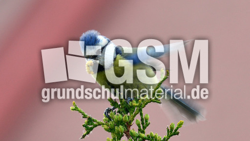 Blaumeise_mit_Futter (11).jpg